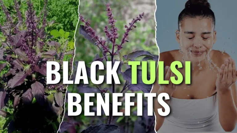 Shyama Tulsi Benefits for Immunity, Stress, and Overall Health