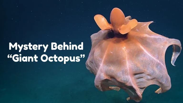 Nanaimoteuthis was an extinct marine cephalopod, a group that includes modern squids, octopuses