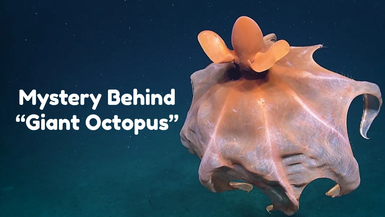 Nanaimoteuthis was an extinct marine cephalopod, a group that includes modern squids, octopuses