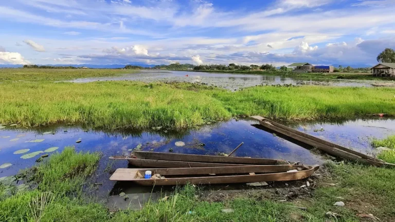 Fisherman on a thick floating phumdi surrounded by grassy wetland islands on Loktak Lake in Manipur.