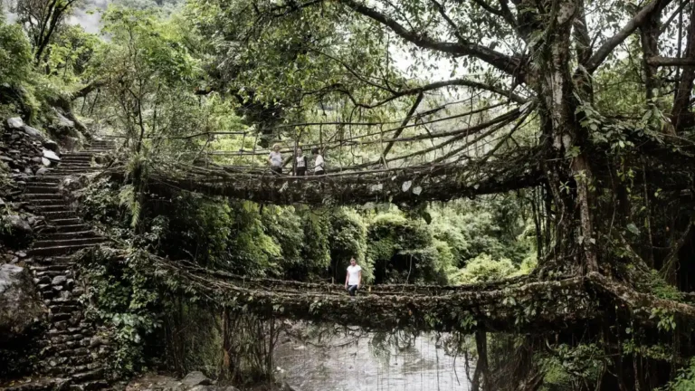 Khasi living root bridge made from intertwined rubber fig tree roots crossing a forest stream in Meghalaya.