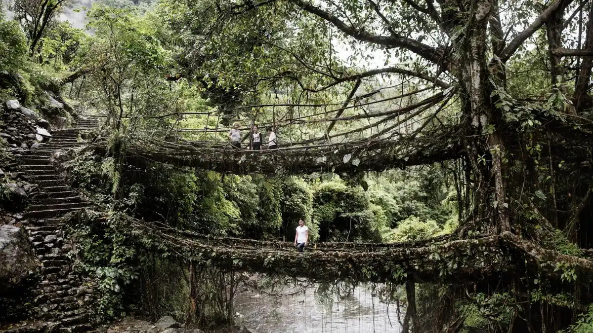 Khasi living root bridge made from intertwined rubber fig tree roots crossing a forest stream in Meghalaya.