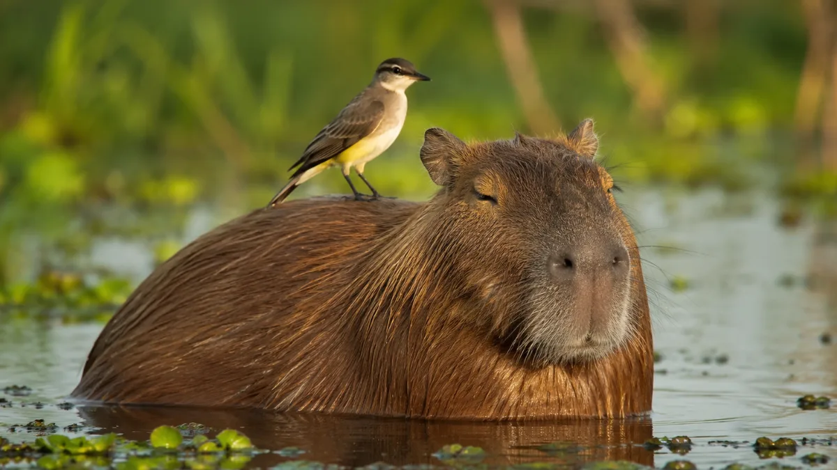A bird perched on the back of a calm capybara resting in shallow wetland water.
