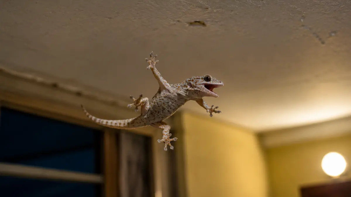 A house gecko falling from an indoor ceiling with its legs spread as it tries to regain balance.