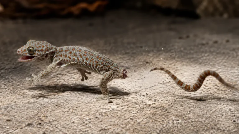 A house gecko escaping while its detached tail continues twisting and moving on the ground.