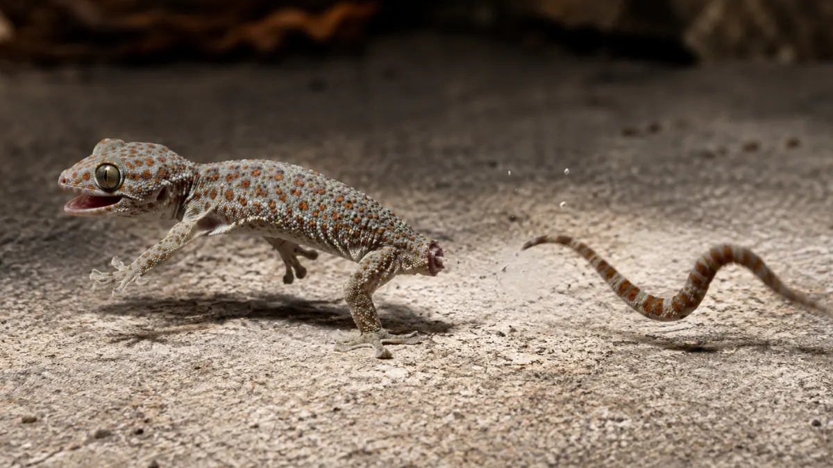 A house gecko escaping while its detached tail continues twisting and moving on the ground.