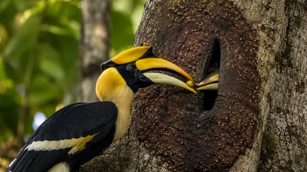 Male Great Hornbill passing a fig through a tiny slit to the female inside a sealed tree-cavity nest.